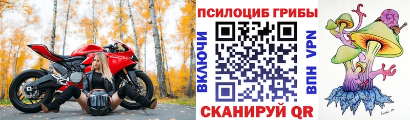 Купить закладки  Котовск  Псилоцибиновые грибы Cubensis 